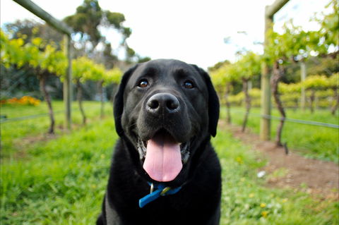 Every Man And His Dog Vineyard - Accommodation Directory 0