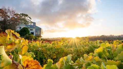 Hahndorf Hill Winery - Accommodation Directory 0