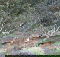 Hahndorf Venison - Accommodation Directory