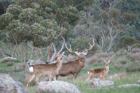 Hahndorf Venison - Accommodation Directory 0