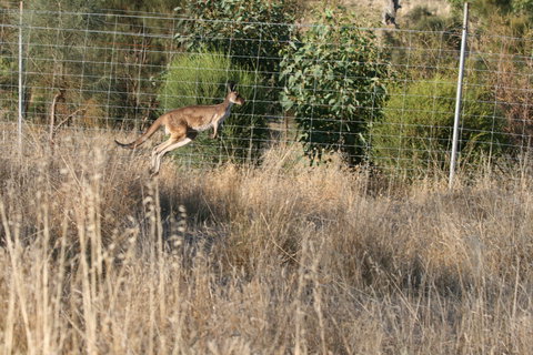 Hahndorf Venison - Accommodation Directory 2