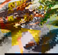 Social Brew - Accommodation Directory