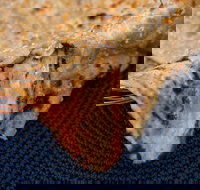 Haweli Indian - Wanneroo - Accommodation Directory