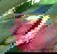 Darkes Glenbernie Orchard - Accommodation Directory