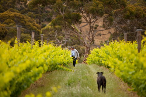 Islander Estate Vineyards - Accommodation Directory 1