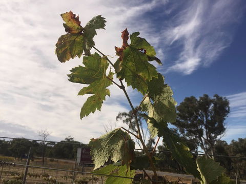 Banca Ridge Cellar Door And Vineyard - Accommodation Directory 0