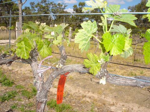Banca Ridge Cellar Door And Vineyard - Accommodation Directory 1