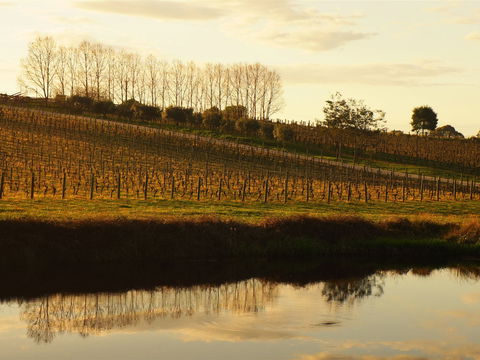 Brook Eden Vineyard - Accommodation Directory 1