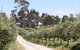 L'Oliveraie Olive Grove - thumb 0