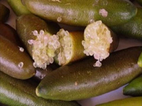 Sandy Creek Olives And Finger Limes - Accommodation Directory 0