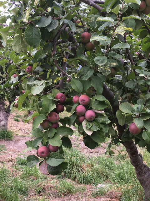 Fat Pig Farm - Accommodation Directory 3