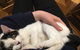 MeowMe Cafe - thumb 0