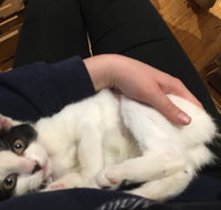 MeowMe Cafe - Accommodation Directory