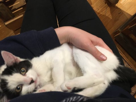 MeowMe Cafe - Accommodation Directory 0