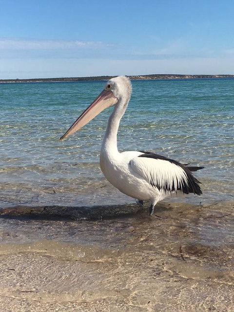 Sail & Anchor - Accommodation Directory 2