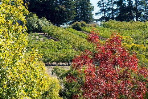 The Manor Basket Range - Accommodation Directory 16