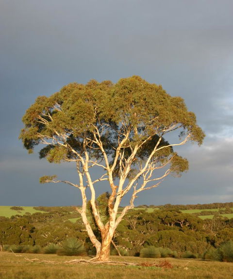 Ecopia Retreat - Accommodation Directory 24