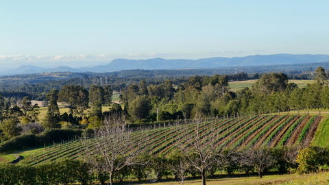 Grapevines Boutique Accommodation - Accommodation Directory 21