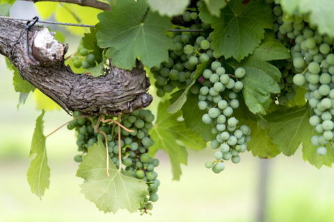 Thistle Hill Guesthouse - Walk To Many Wineries And Restaurants - Accommodation Directory 44