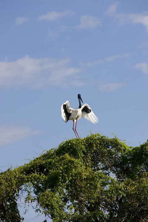 Mercure Kakadu Crocodile - Accommodation Directory 34