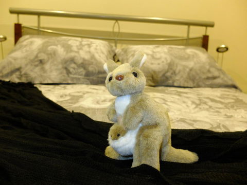Rock Wallaby - Accommodation Directory 17