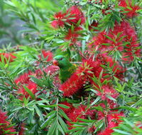 Bottlebrush B  B - Accommodation Directory