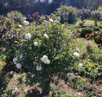 Carisbrook Country Retreat Motel - Accommodation Directory