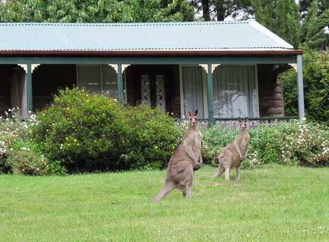 Cedar Lodge Cabins - Accommodation Directory 0
