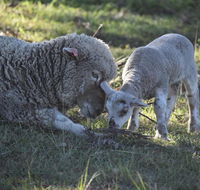 Clandulla Cottages  Farmstay - Accommodation Directory