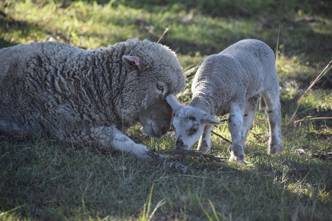 Clandulla Cottages & Farmstay - Accommodation Directory 0