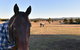 Clydesdale Cottage On Talga With Real Clydesdale Horses - thumb 0