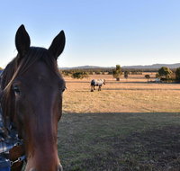 Clydesdale Cottage on Talga with real Clydesdale Horses - Accommodation Directory