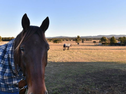 Clydesdale Cottage On Talga With Real Clydesdale Horses - Accommodation Directory 0