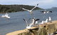 Ettalong Beach Motel - thumb 1