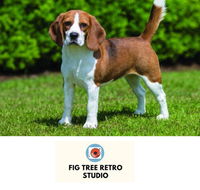Fig Tree Retro Studio - Accommodation Directory