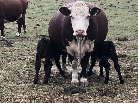 Jackaleah Farm Stay - Accommodation Directory 3