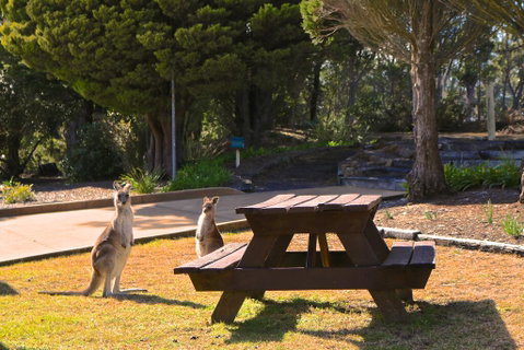 Leura Lodge At Mt Victoria - Accommodation Directory 2