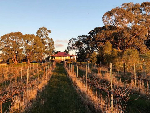 Lillicur Vineyard B&B - Accommodation Directory 0