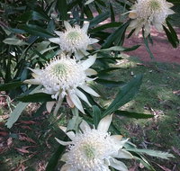 Lyrebird Gully Retreat - Accommodation Directory