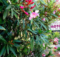 Mercury motor inn - Accommodation Directory