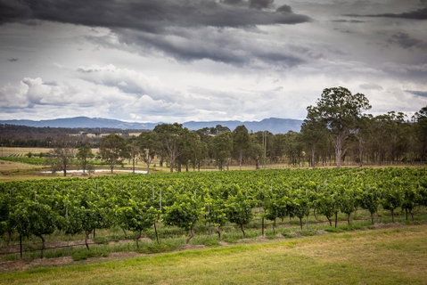 Molly Morgan Vineyard - Accommodation Directory 2