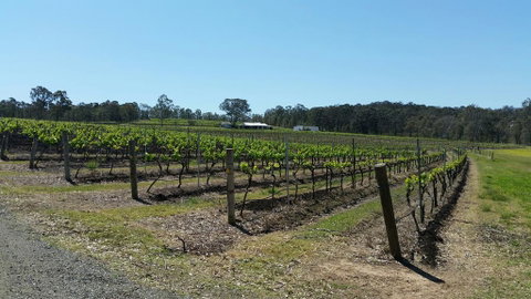 Molly Morgan Vineyard - Accommodation Directory 3
