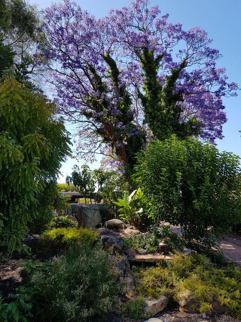 Jacaranda Hideaway Bed & Breakfast - Accommodation Directory 10
