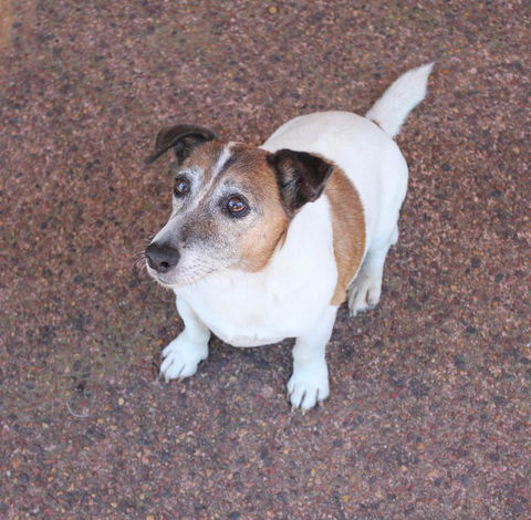 Jacaranda Hideaway Bed & Breakfast - Accommodation Directory 13