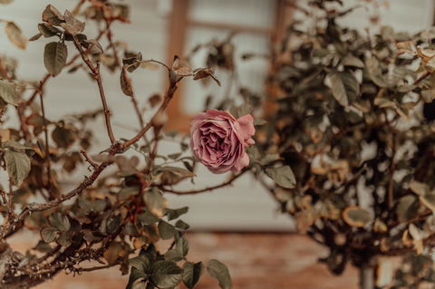 Bluebird Cottage - Accommodation Directory 25