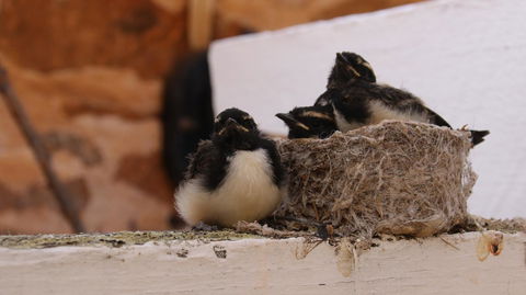 Daisy Cottage - Accommodation Directory 27