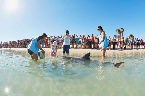RAC Monkey Mia Dolphin Resort - Accommodation Directory 2