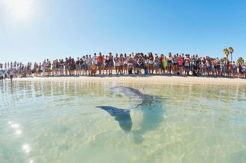 RAC Monkey Mia Dolphin Resort - Accommodation Directory 3
