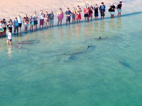 RAC Monkey Mia Dolphin Resort - Accommodation Directory 4