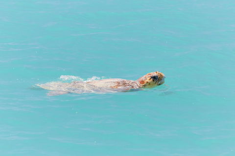 RAC Monkey Mia Dolphin Resort - Accommodation Directory 20